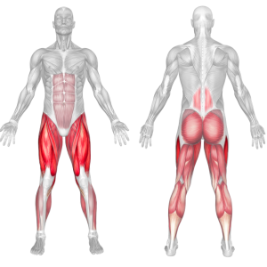 bodyweight lunge muscles anatomy