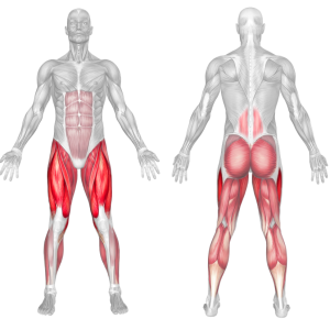 Static Lunge 2 bodyweight lunge muscles anatomy