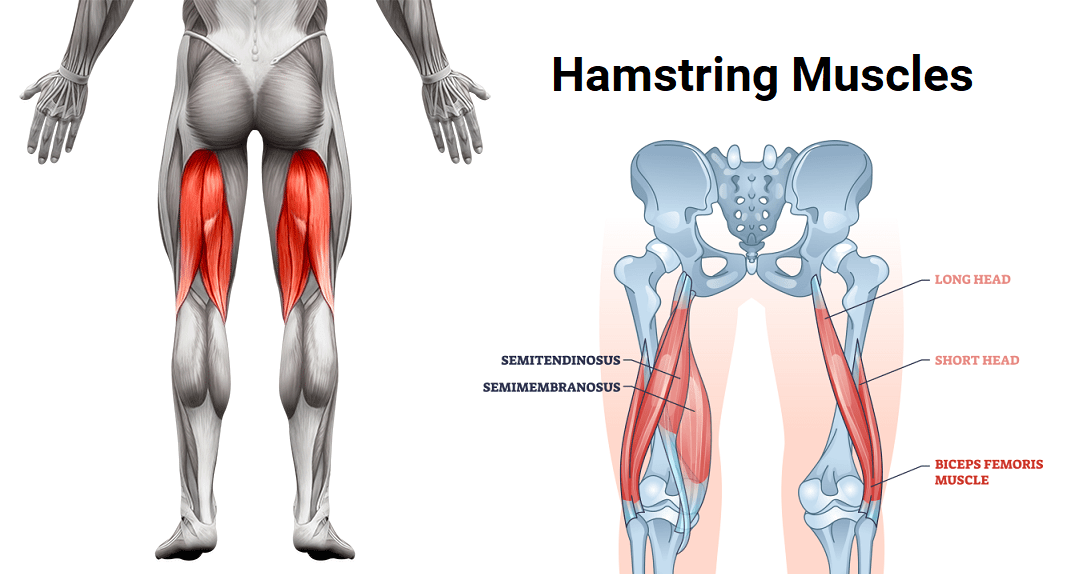 15 Best Hamstring Exercises A Complete Workout Guide 15 Best Hamstring Exercises A Complete Workout Guide