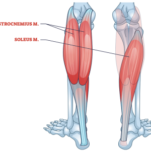 calf anatomy