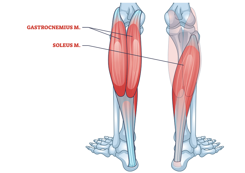 Anatomy of the calf