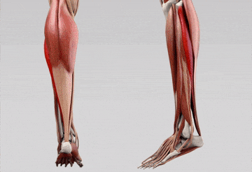 calves muscle anatomy