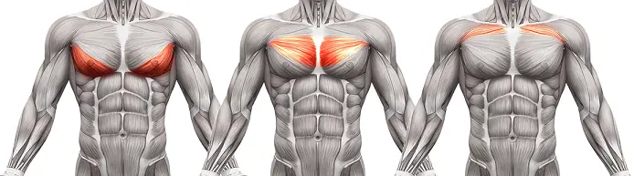 complete chest anatomy