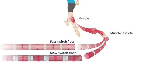 Muscle Fibers