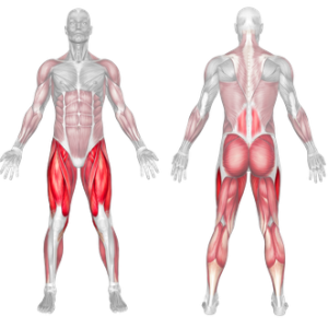 dumbbell squat muscles worked