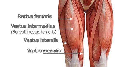 quads anatomy