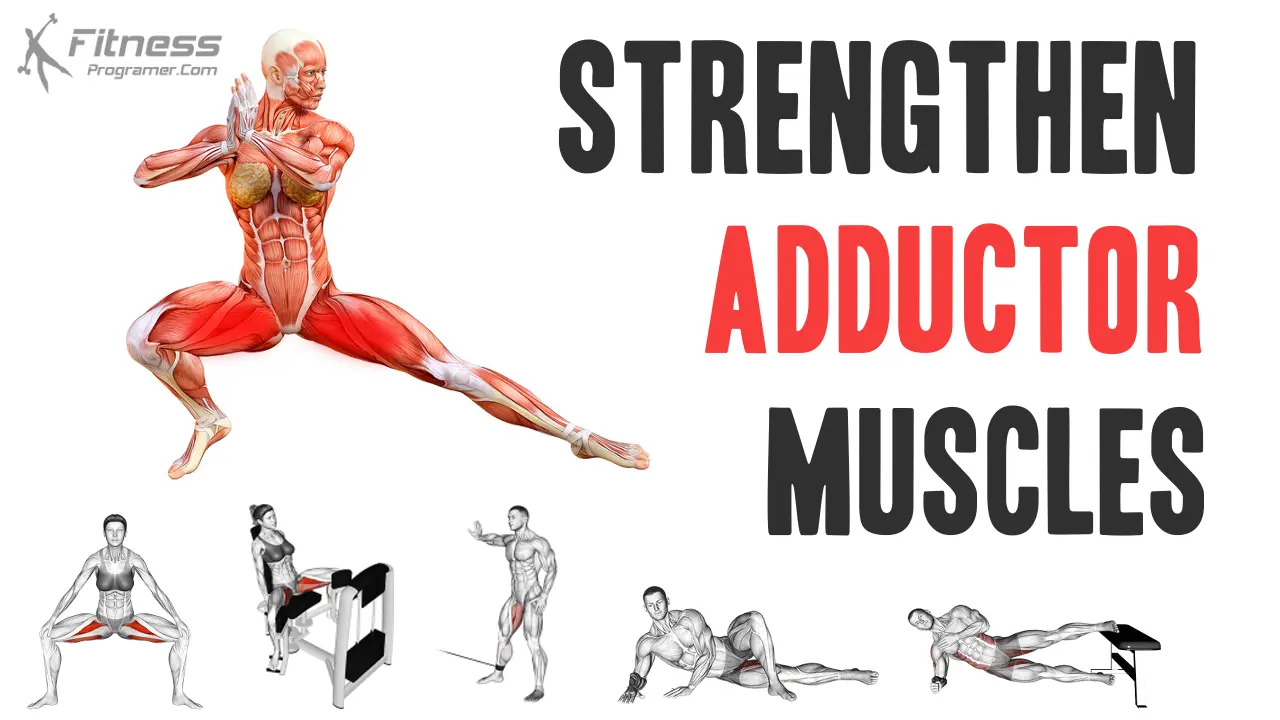 Adductor longus workout sale