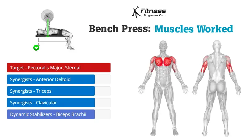 bench press muscles worked