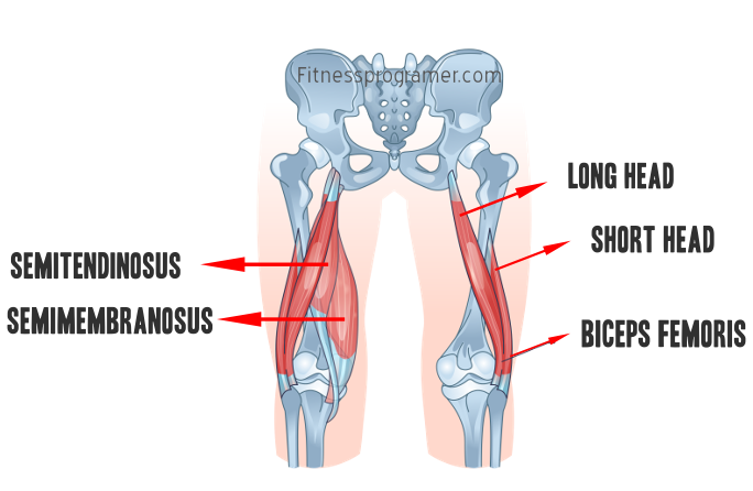 Knee strings: structure, function and training 8 Anatomy of the muscles in the knee strings