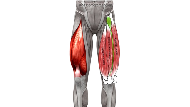 Thigh muscles group: deep diving in thigh dissection 13 Torens as wide intermediaries