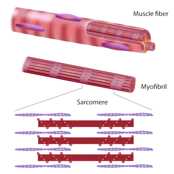 What is muscle enlargement and how to increase muscle size? 2 Types of muscle enlargement