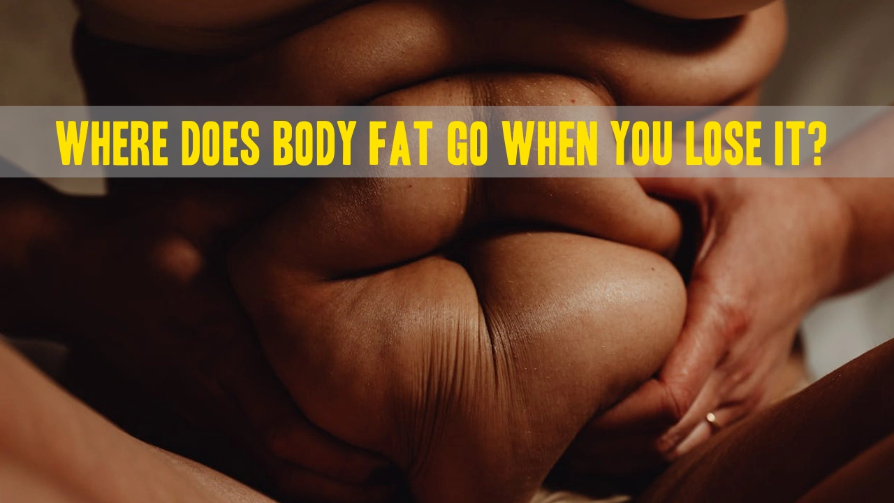 Ever Wonder Where Your Fat Disappears To When You Lose Weight?