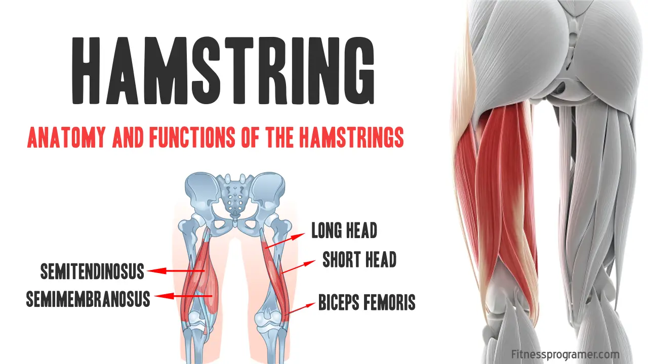 Hamstring Anatomy: Structure, Function and Training