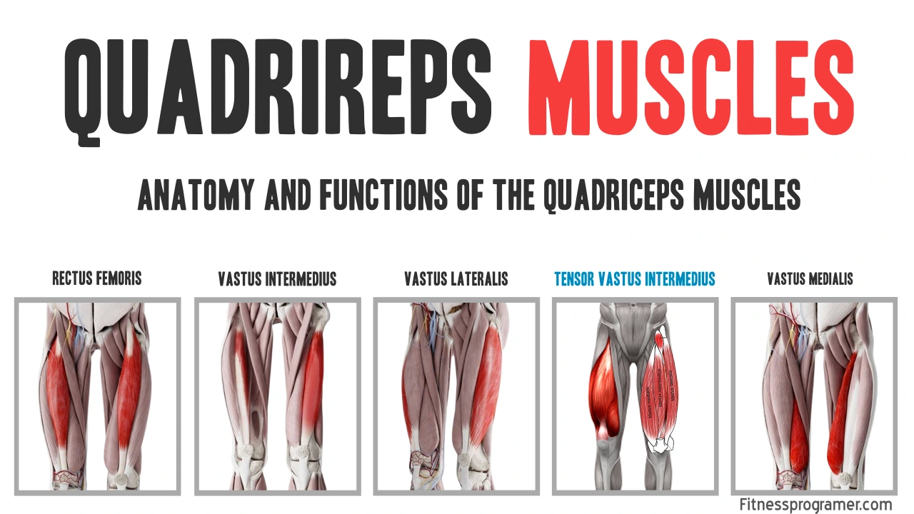 The Quadriceps Muscle Group: A Deep Dive Into Quadriceps Anatomy