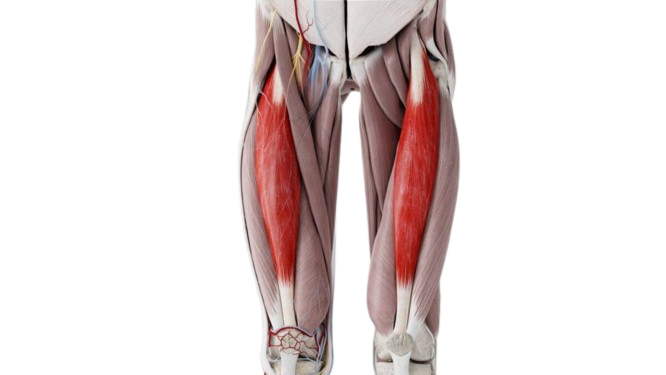 Groke muscles group: deep diving in thigh dissection 9 Natural thigh 1