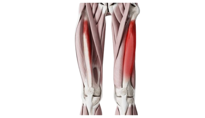 Groke muscles group: deep diving in thigh dissection 10 Wide intermediate 2