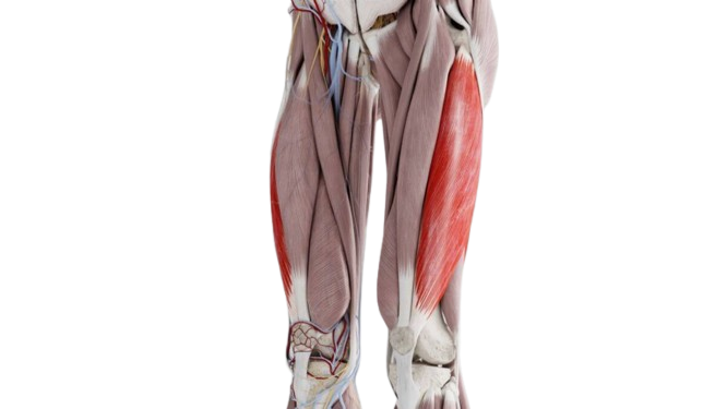 Groke muscles group: deep diving in thigh anatomy 11 3 side side