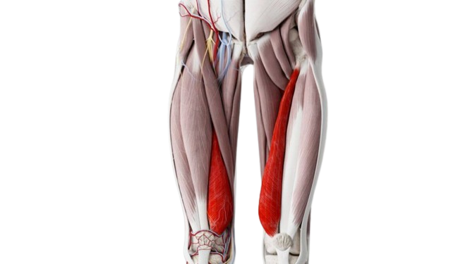 Groke muscles group: deep diving in thigh dissection 12 5 forgetful