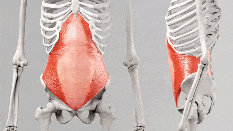 Stomach Vacuum Exercises: Build a Stronger Core 7 stomach vacuum anatomy