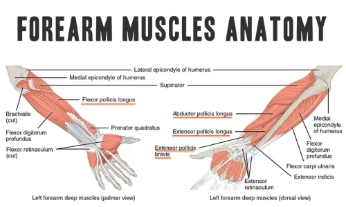 Forearm Muscles Anatomy & Function: A Comprehensive Guide