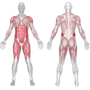 Step Behind Rotational Med Ball Throw muscles worked
