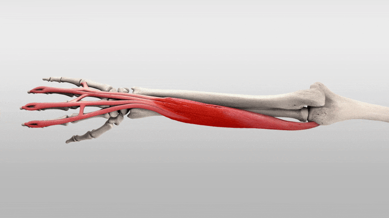 Forearm Muscle Anatomy and Function: A Comprehensive Guide 15 Forearm anatomy