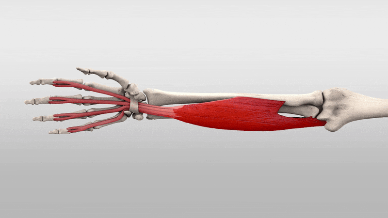 Forearm Muscle Anatomy and Function: A Comprehensive Guide 13 Suftefialis forearm anatomy