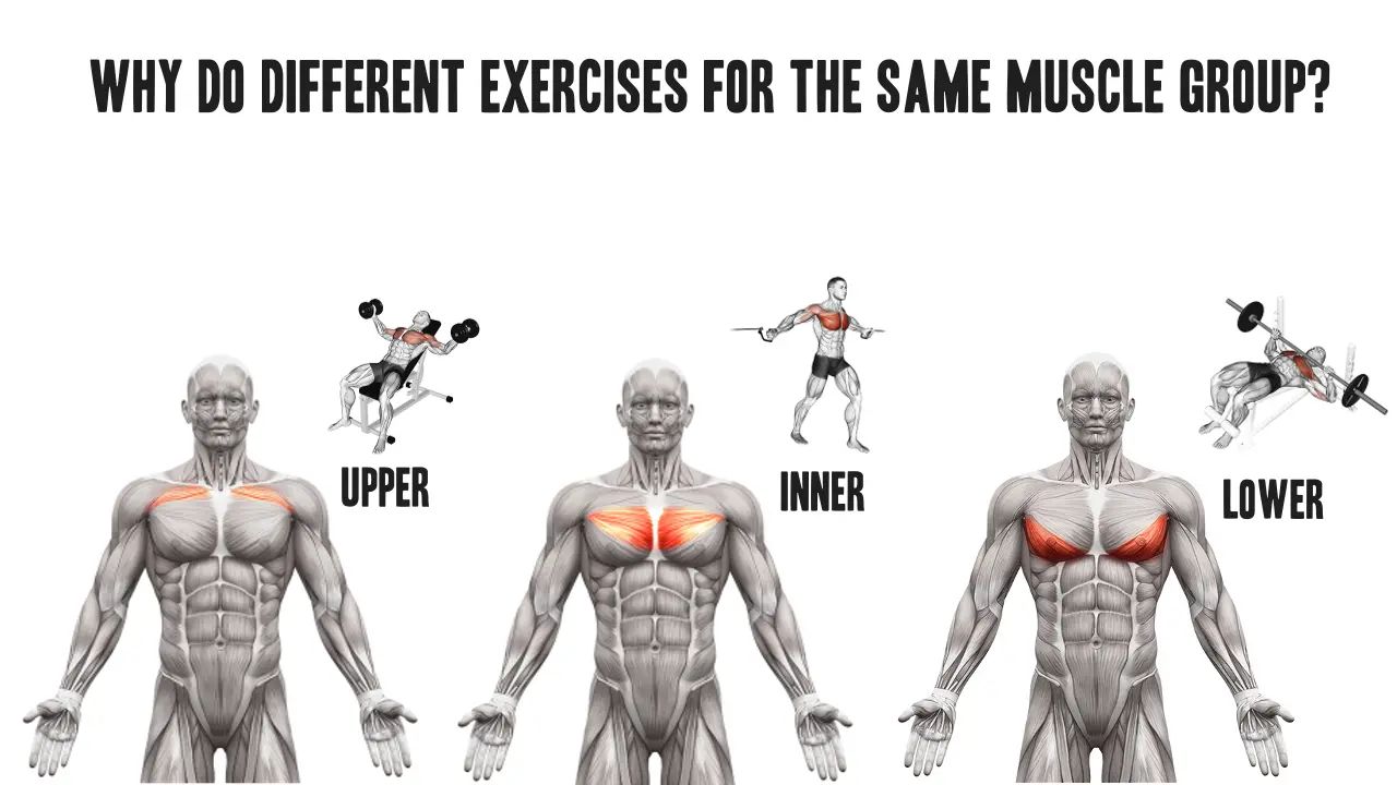 What’s the Point in Different Exercises for the Same Muscle Group?